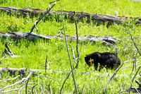 GlacierYellowstone 406