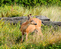 Alaska 288