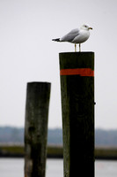 Delaware 013 - Version 2