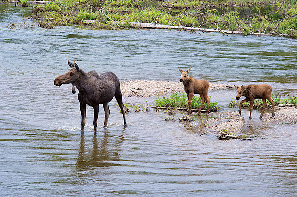 WPMoose